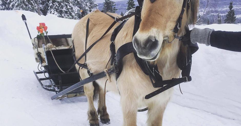 Sleighing - Sleigh ride in Åsmarka, Ringsaker - Visit Lillehammer