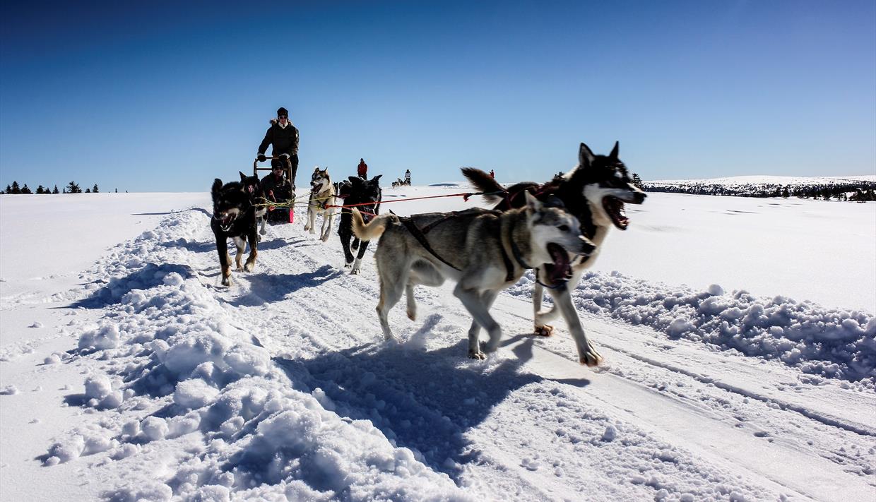 Dog sledding at Sjusjøen Husky Tours - Dog sledding in Sjusjøen ...